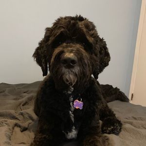 Meet your Posher, Allison